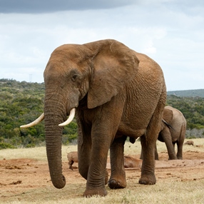 African elephant