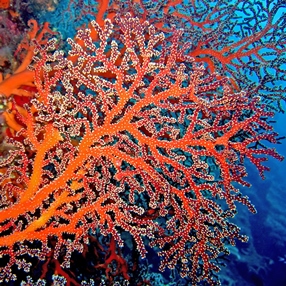 Chinese coral