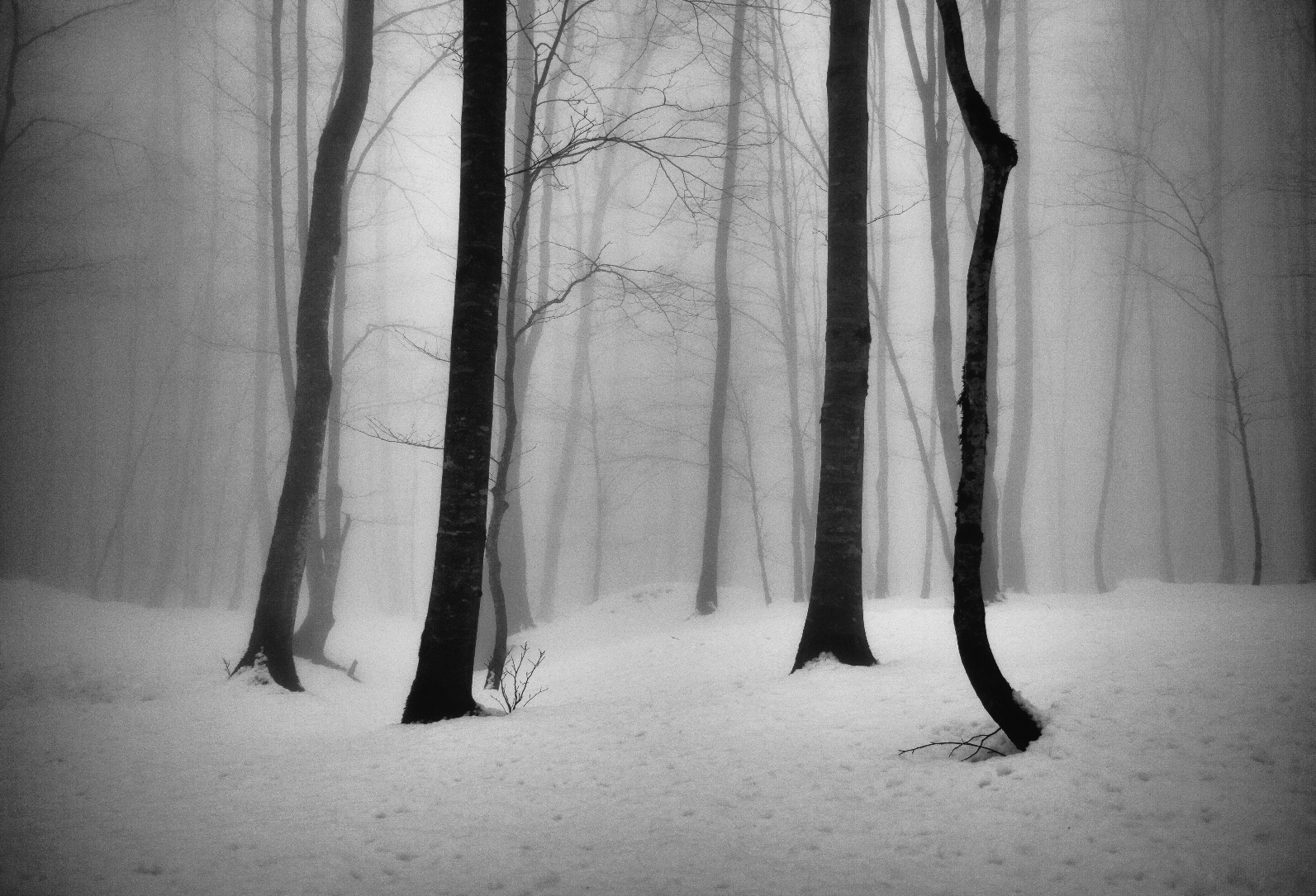 The Life of Trees in the Work of the Iranian Photographer Ali Shokri