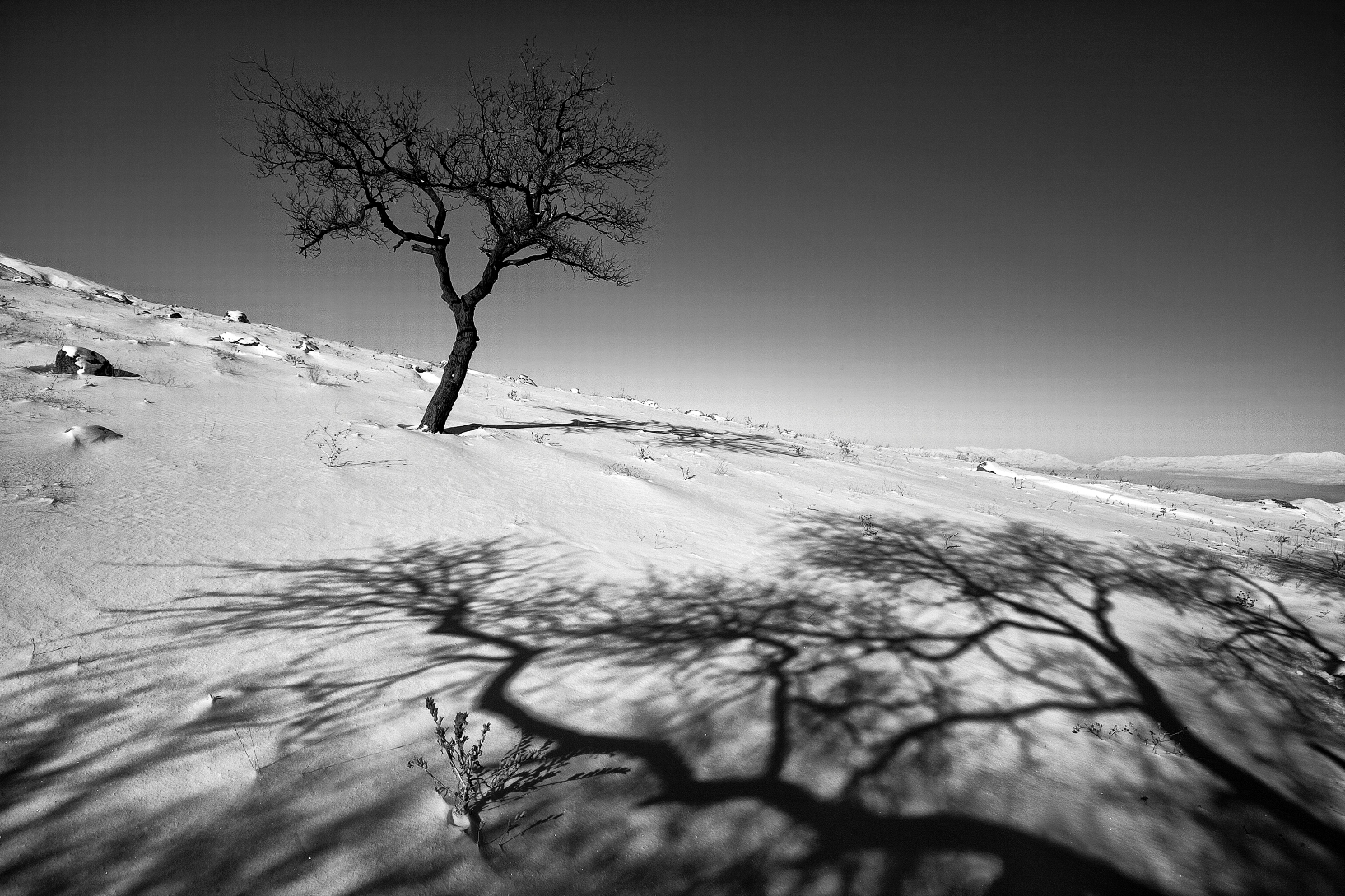 The Life of Trees in the Work of the Iranian Photographer Ali Shokri