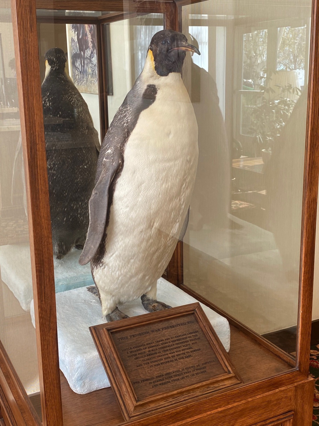 Moving Taxidermy Birds and Animals in the US