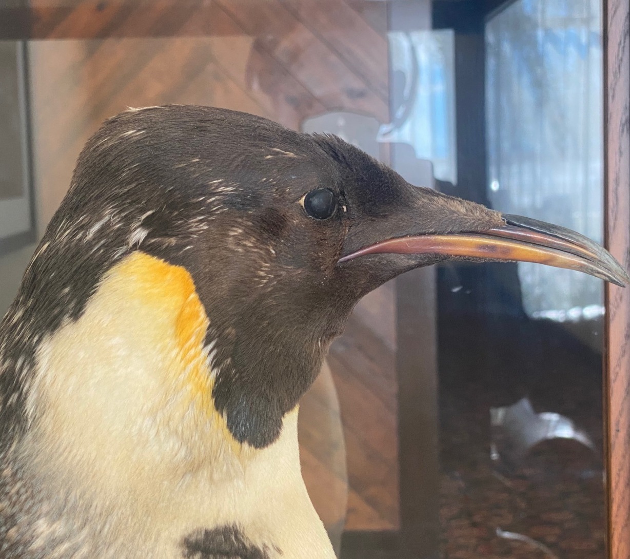 Moving Taxidermy Birds