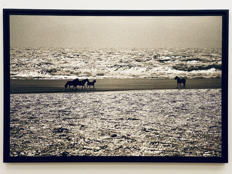 Roberto Dutesco. The Wild Horses of Sable Island