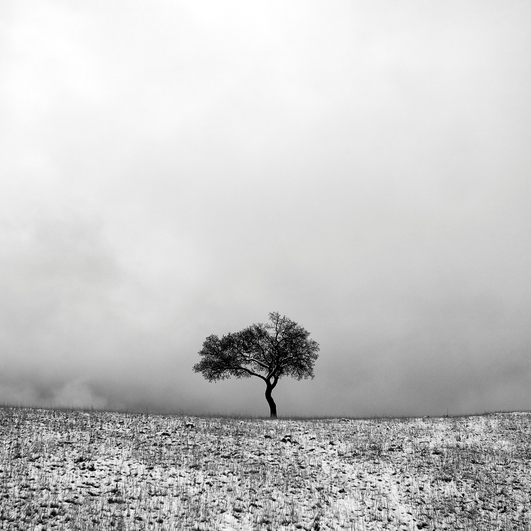 The Life of Trees in the Work of the Iranian Photographer Ali Shokri