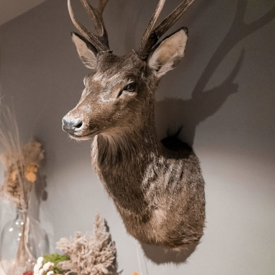 Do You Need Crates to Ship Taxidermy? Fine Art Shippers Answers