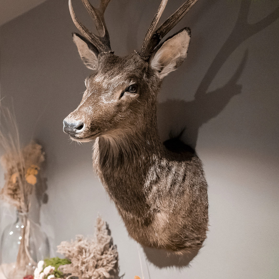 Do You Need Crates to Ship Taxidermy? Fine Art Shippers Answers