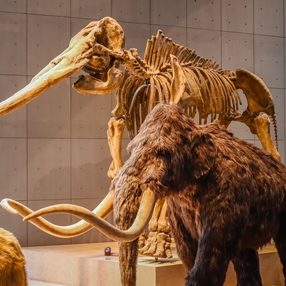 Is Woolly Mammoth Ivory Legal or Not?