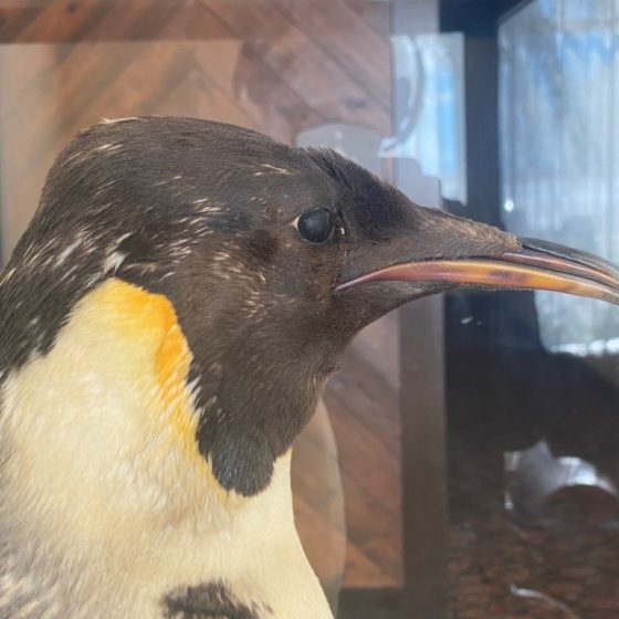 Moving Taxidermy Birds and Animals in the US