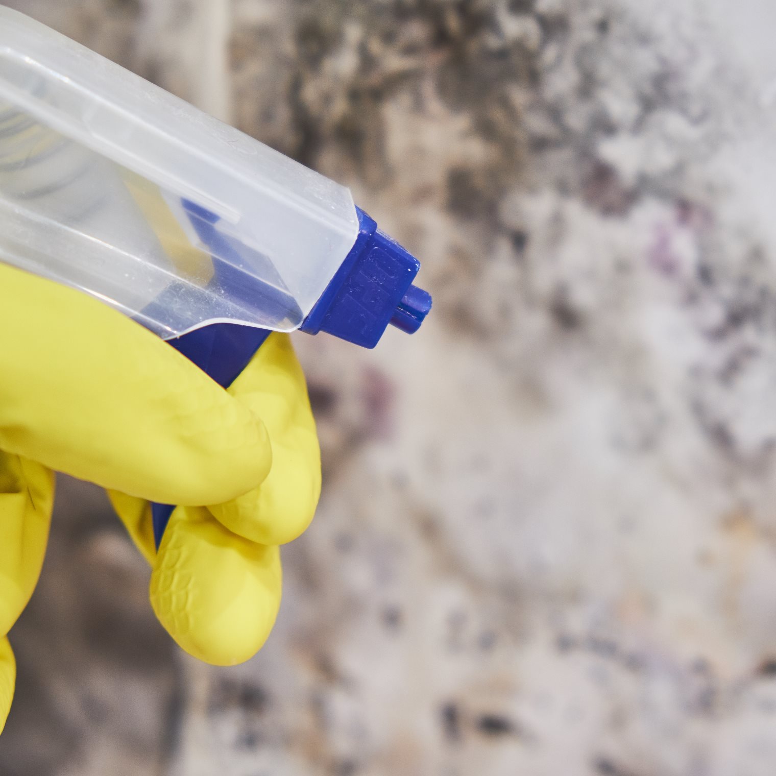 Dealing with Mold Damage in Artwork Storage: Restoration Tips