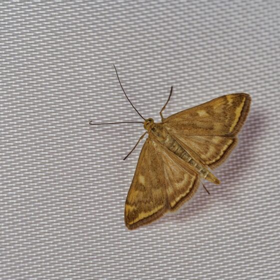 Insect Damage to Artwork: Causes and Professional Solutions