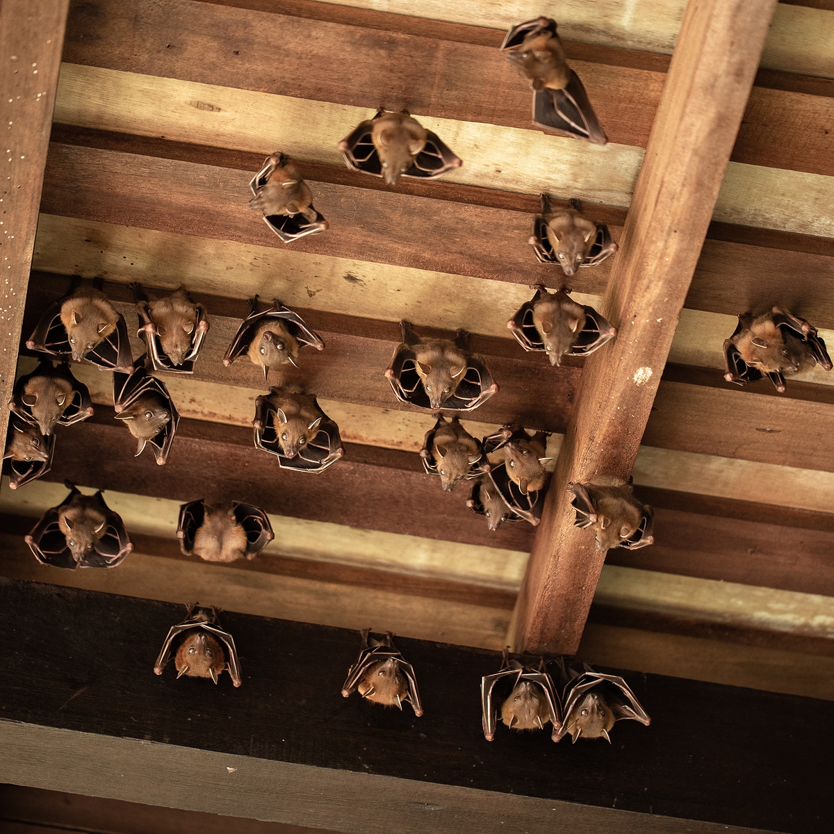 Protecting Stored Artwork When Bats Get into a Building